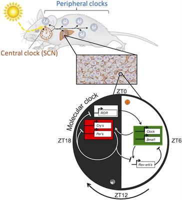 Regulation of Mammalian Physiology by Interconnected Circadian and Feeding Rhythms